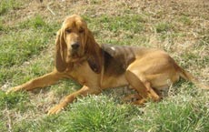 COPOI DE JURA - TIP SAINT HUBERT